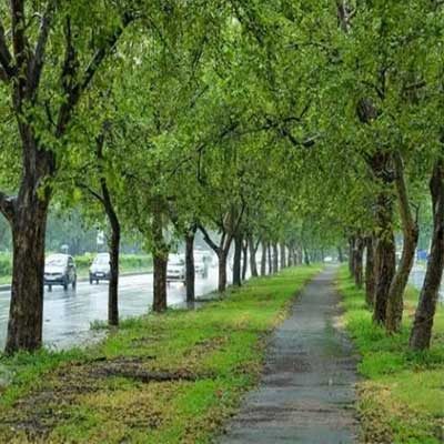 chandigarh-trees